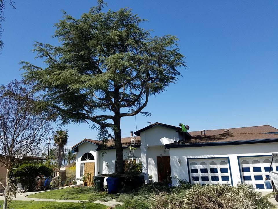 AJ's Tree Service working near a South Louisiana home